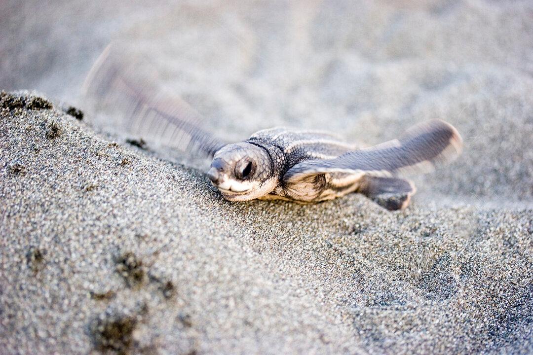 Leatherback Sea Turtles Use Mysterious ‘Compass Sense’ to Migrate Hundreds of Miles