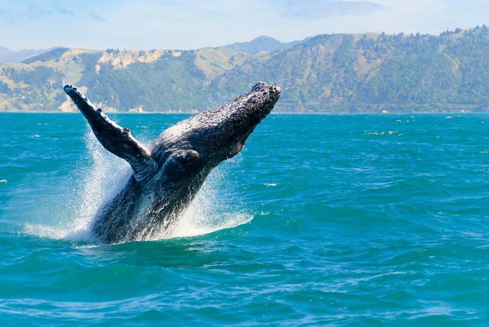 Top 3 Whale Watching Destinations in South Africa