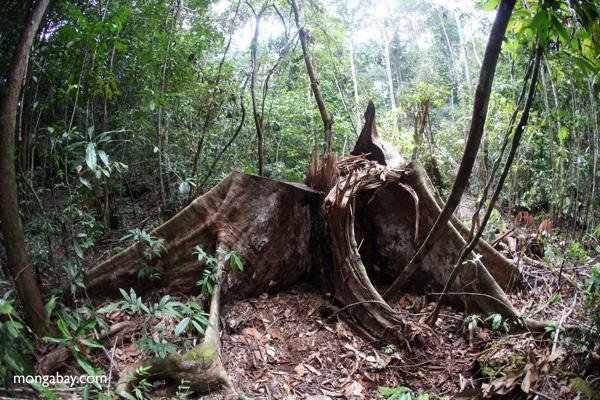 Proposed Law Could Decimate Indonesia’s Remaining Forests