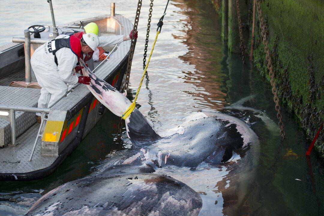 Human Activity Is Leading to ‘A Major Extinction Event’ for Sea Life, Scientists Say