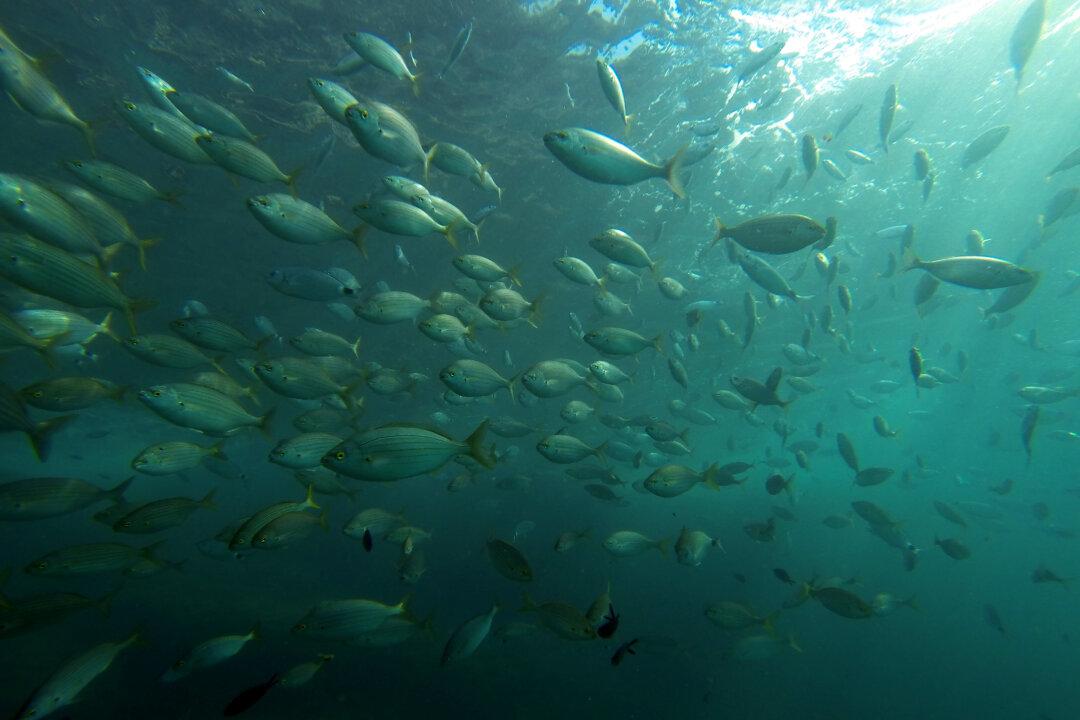 Hong Kong People Fear Poisonous Chinese Fish