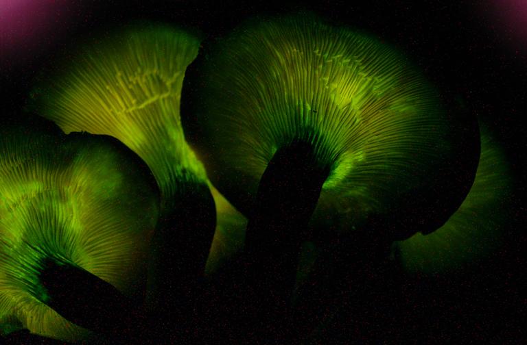 Some Mushrooms Glow in the Dark: Here’s Why