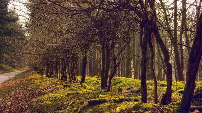 World’s Forests Are Fragmenting Into Tiny Patches – Risking Mass Extinctions