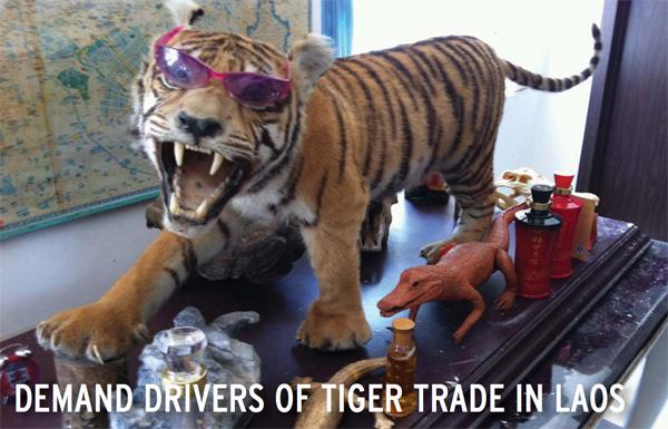 Laos Facilitates Wildlife Poaching for Chinese Elites