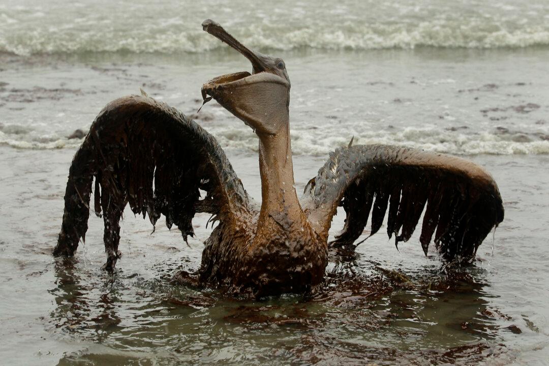 Wildlife Is Being Lost at an Alarming Rate—Here’s Why You Should Care