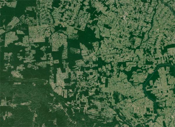 World’s Fragmented Forests Are Deteriorating