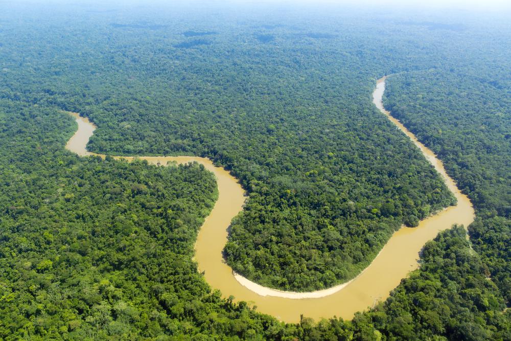Amazon Carbon Sink Is in Decline as Trees Die Off Faster