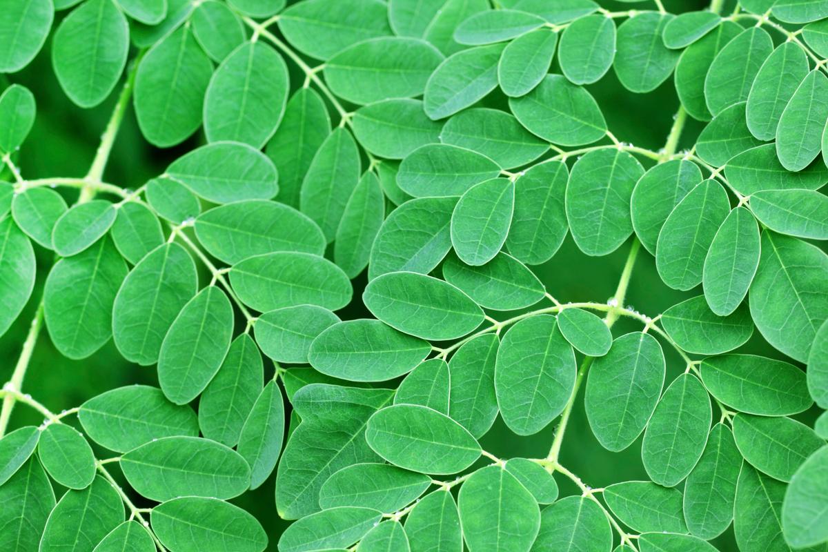 The Incredible Moringa Tree