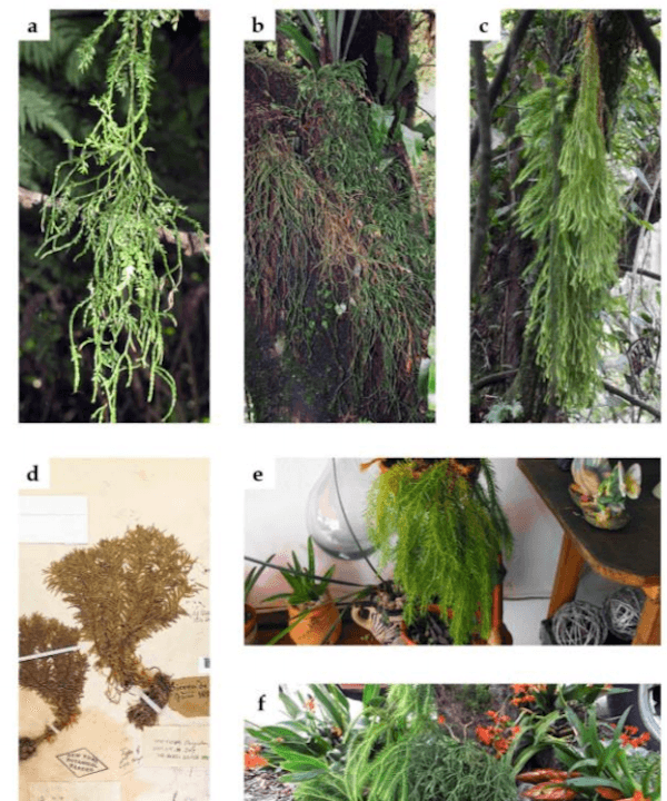 Extinction  Possible for Club Mosses in Mexico