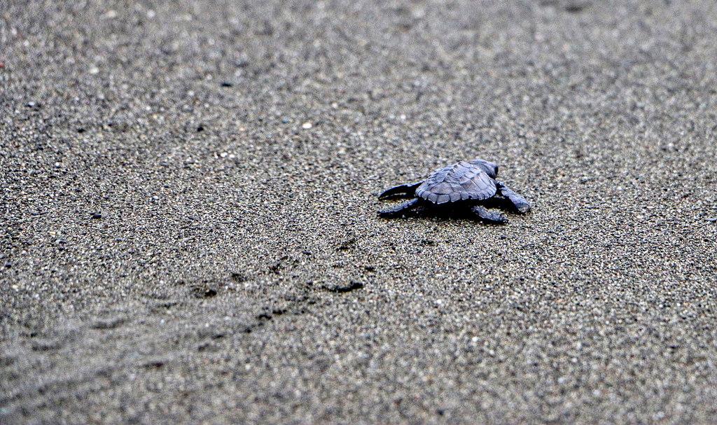I Like Turtles