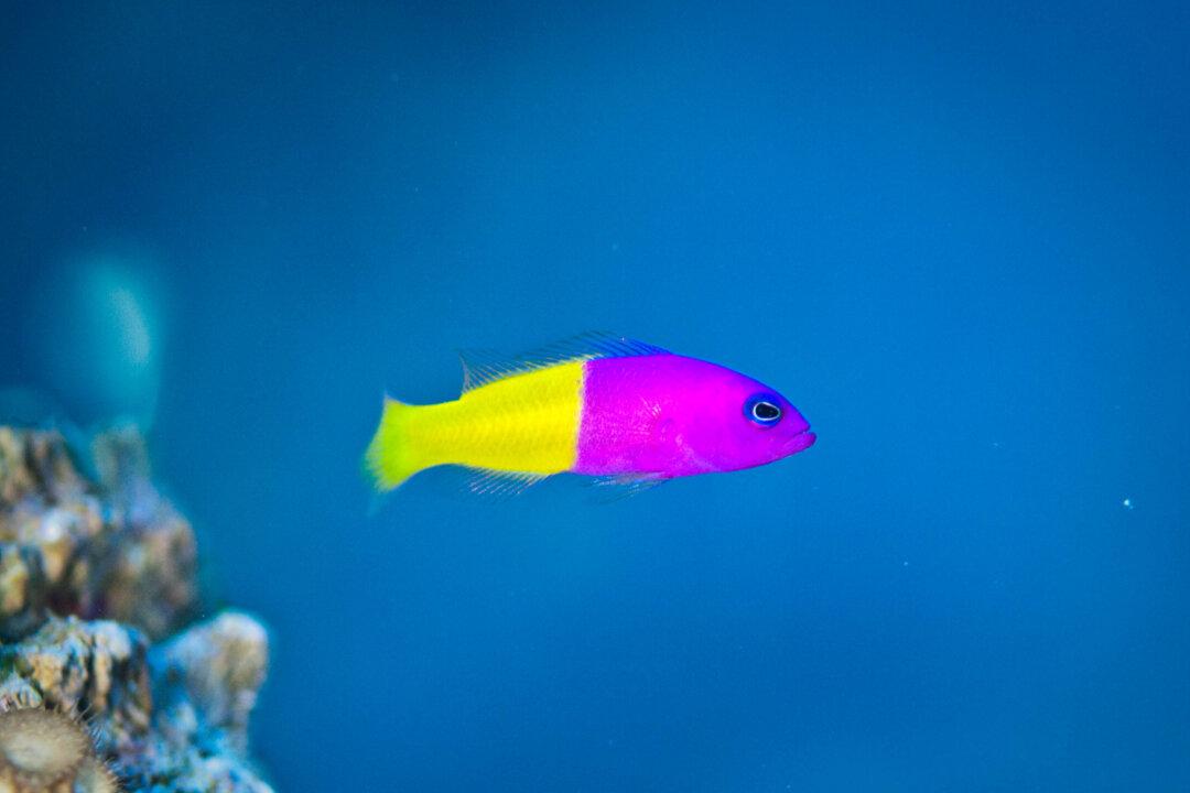 This Fish Mimics the Parents of Its Prey