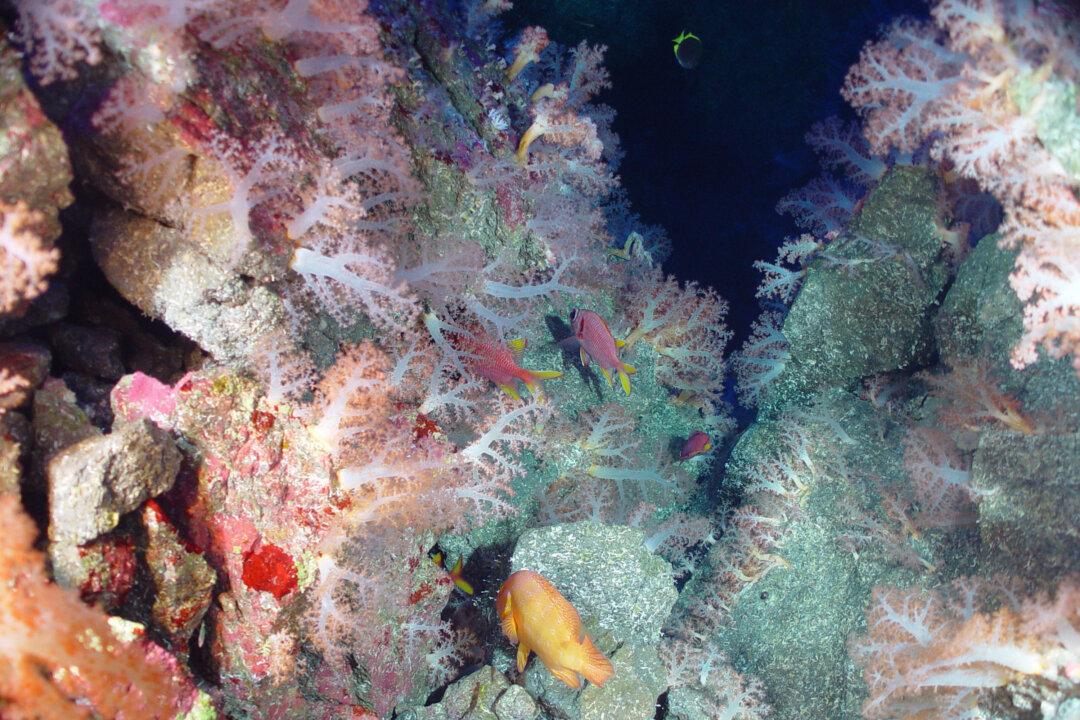 Quick Warm-Up Dooms Seafloor to Long Recovery