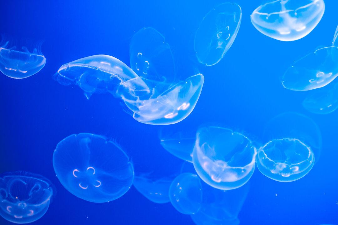 Boom or Bust in a Jelly Bloom Market