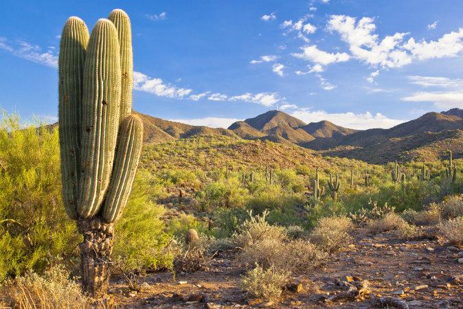 Desert Adventure: Phoenix Arizona