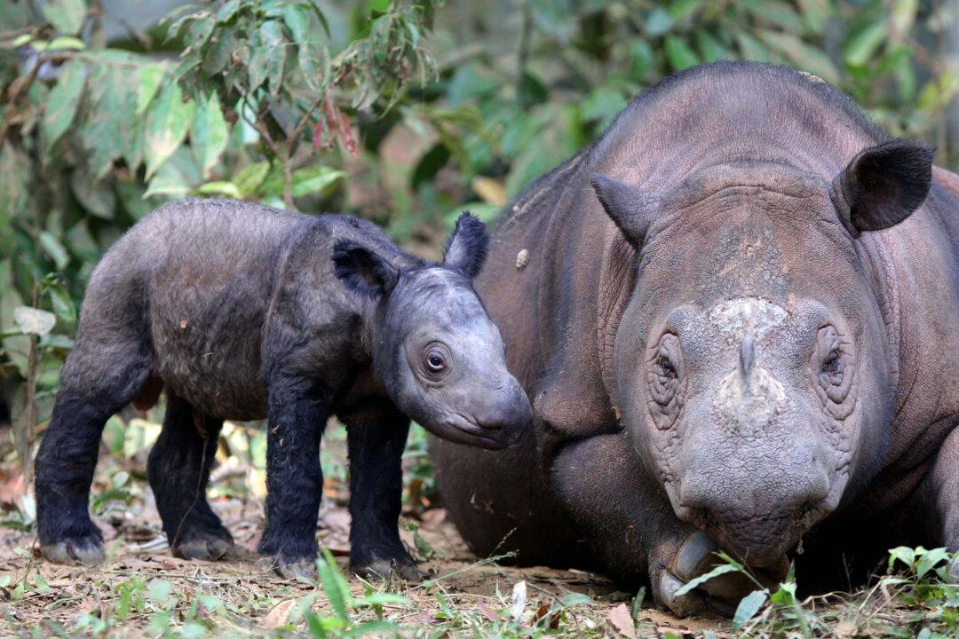 Sumatran Rhino Is Extinct in the Wild in Malaysia