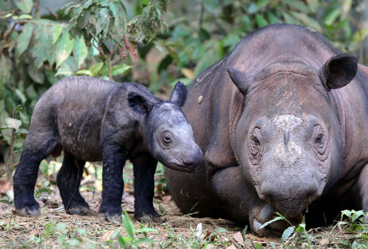 Sumatran Rhino Is Extinct in the Wild in Malaysia