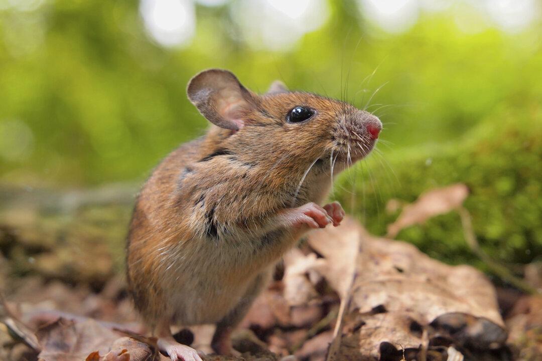 Mice Croon Louder for Mystery Females