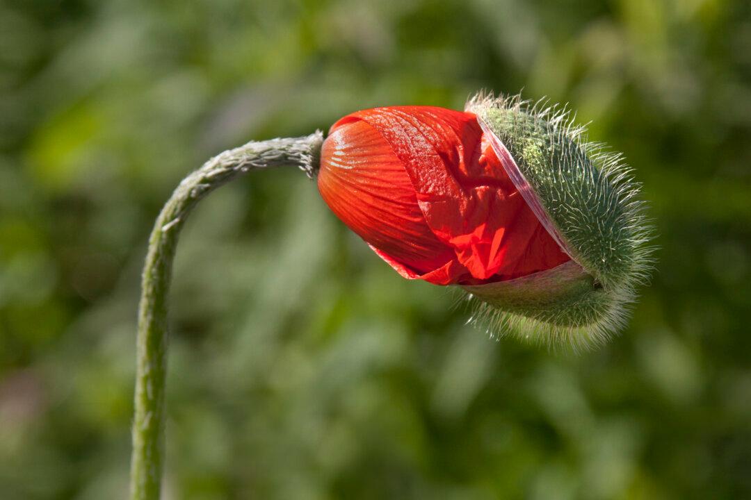 Plants Bloom When Temps Hit ‘Sweet Spot’