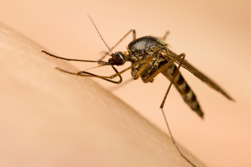 How to Prevent Malaria While Travelling