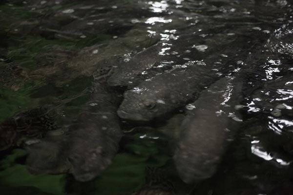‘Gonna Need a Bigger Boat’: Man Catches Goliath Grouper in a Kayak