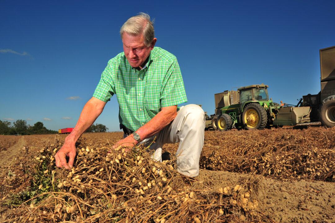 Peanuts, Mushrooms, and Blueberries: US Crops That Aren’t Affected by California Drought