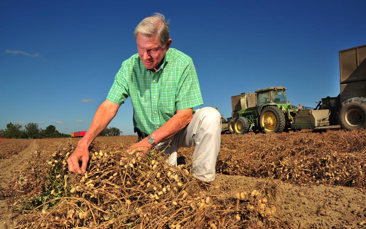 Peanuts, Mushrooms, and Blueberries: US Crops That Aren’t Affected by California Drought