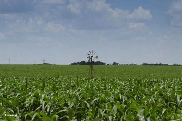 Study Finds US Biofuel Has Big Impacts on Grasslands