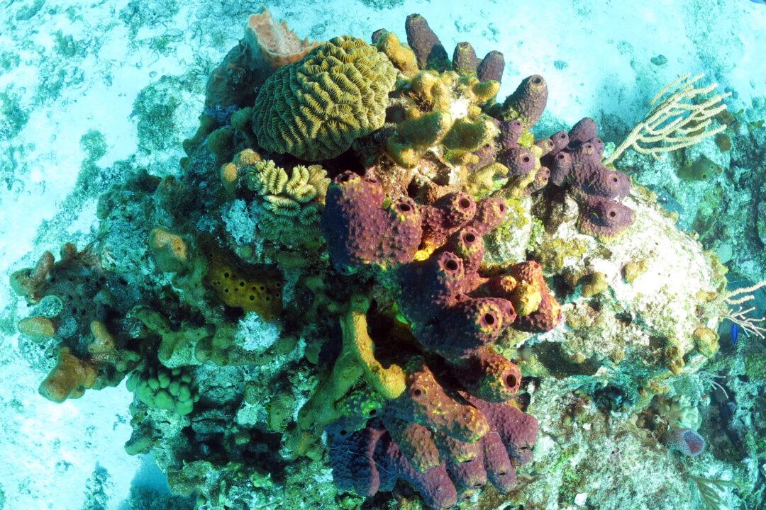 Sea Sponge Stays Put Thanks to Glass ‘Hair’