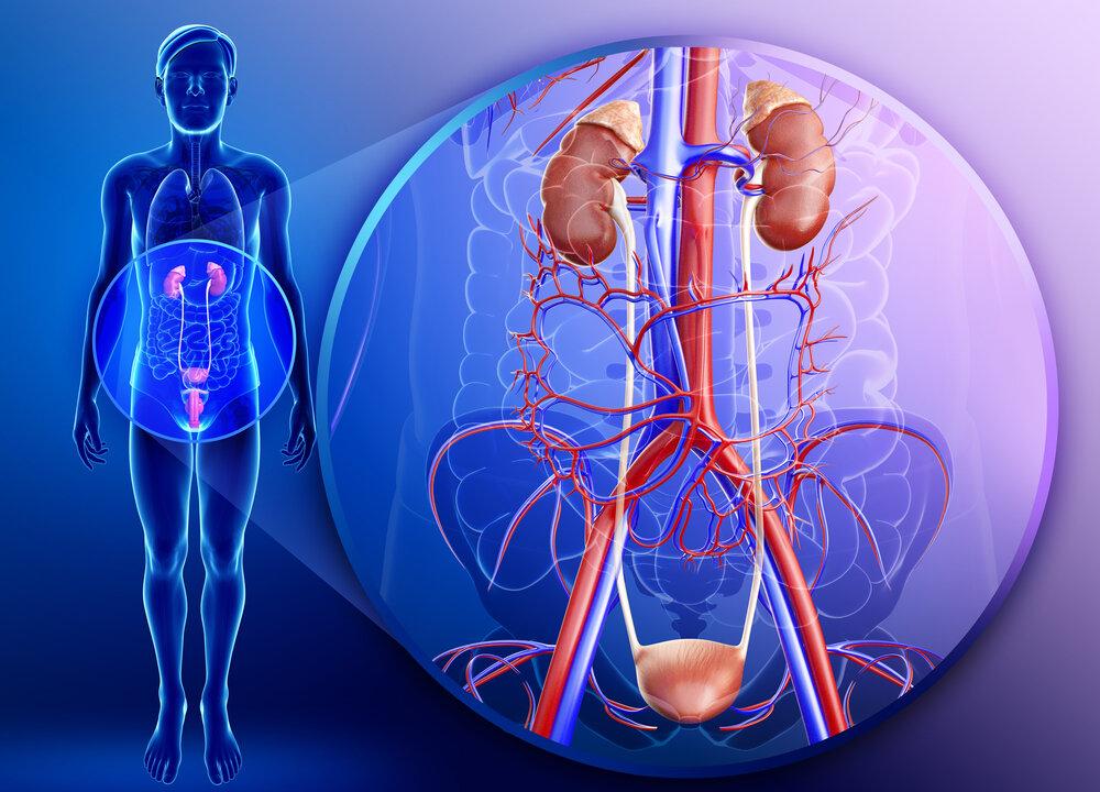 15 Ways to Protect Your Kidneys