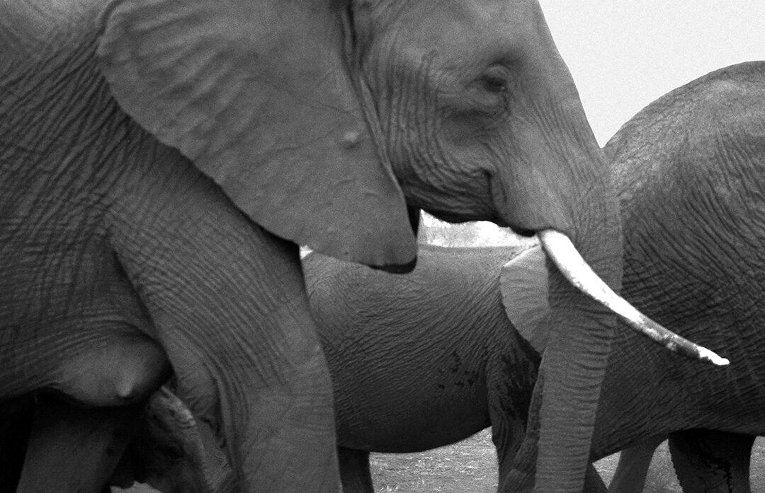 The Colossus of Existence: Why the Elephant Is Invaluable