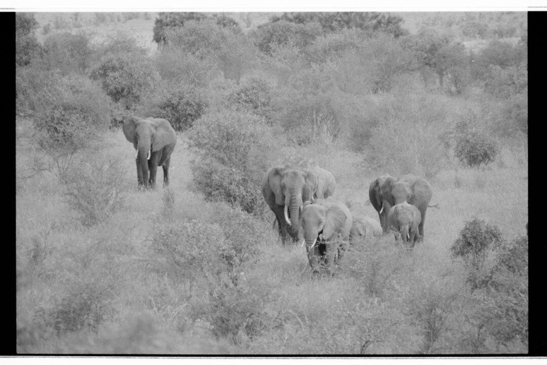 Seeing the Elephant in the Room