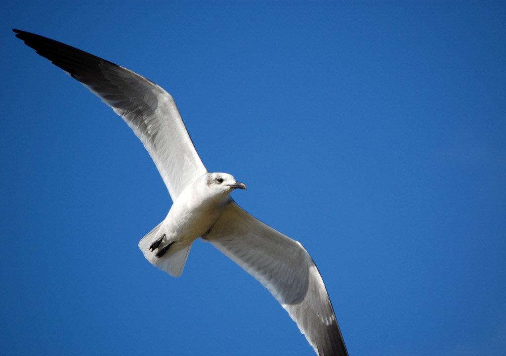 Surveys Put a Price Tag on Urban Birds