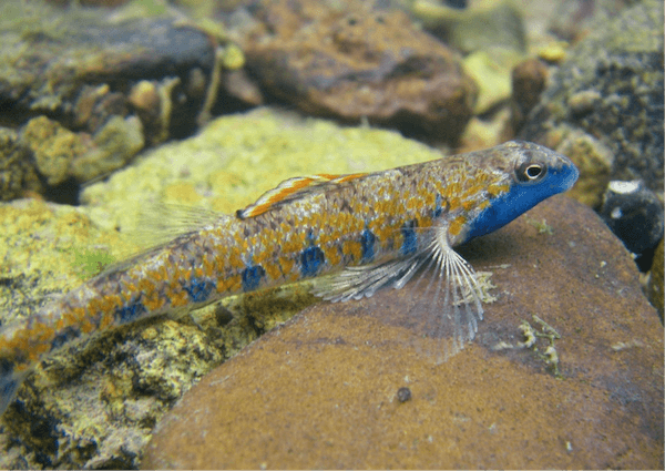 US Reserves May Not Protect Most Biodiversity