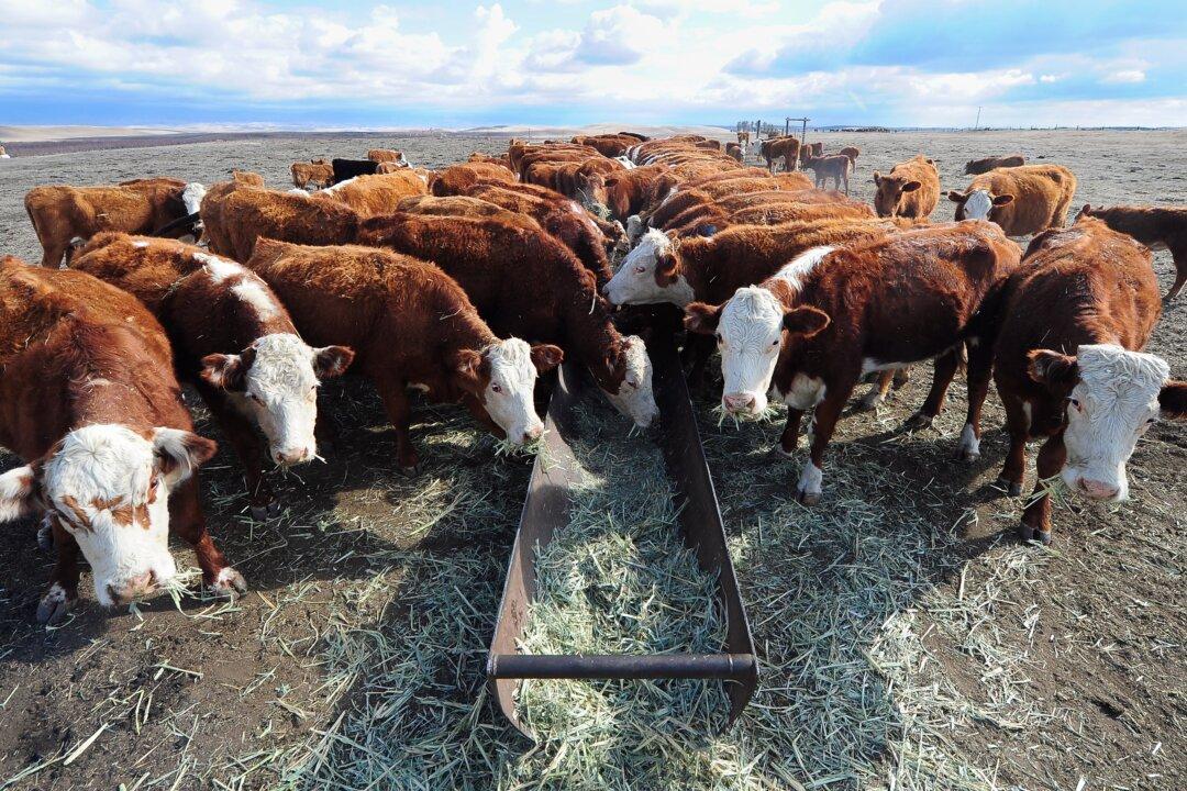 Beef Prices Projected to Keep Rising in 2015—but There’s Good News