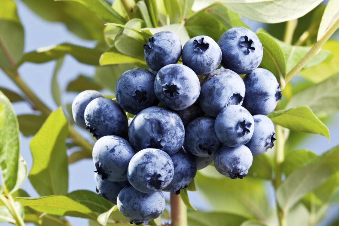 Blueberries for Severe Trauma