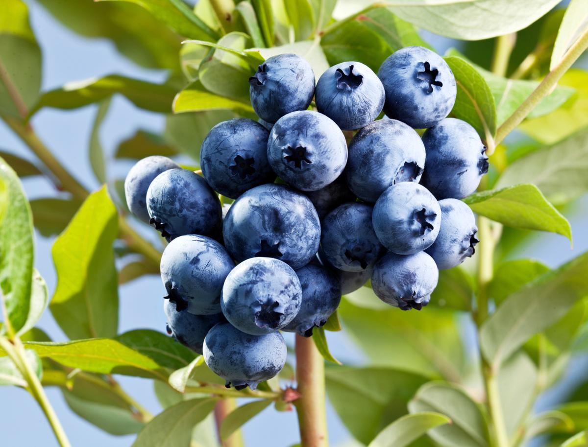 Blueberries for Severe Trauma