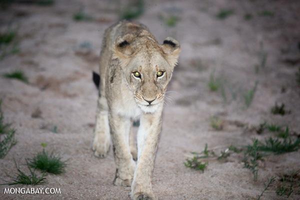 South African Park Where Lion Killed American Stays Open
