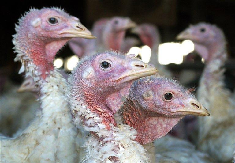 Can Bird Flu Spread to Humans? Can H5N2 Affect Your Pet?