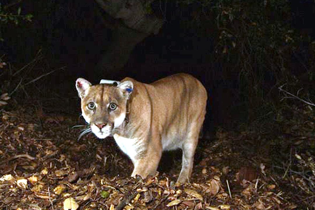 4th Mountain Lion Killed This Year by Vehicle