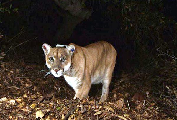 A mountain lion in California in a November 2014 file photo. (National Park Service, via AP, File)