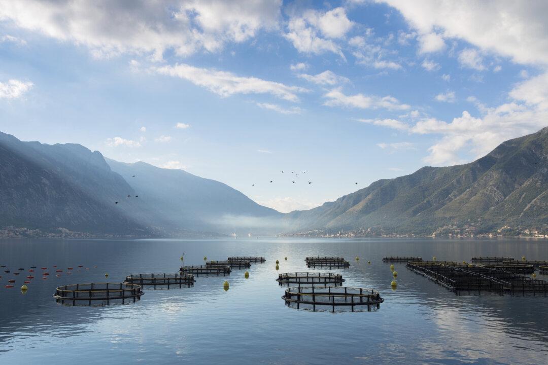 Could Aquaculture Save the Oceans and Feed the World?