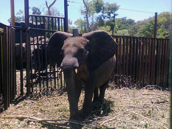 Zimbabwe Selling Baby Elephant Calves to China