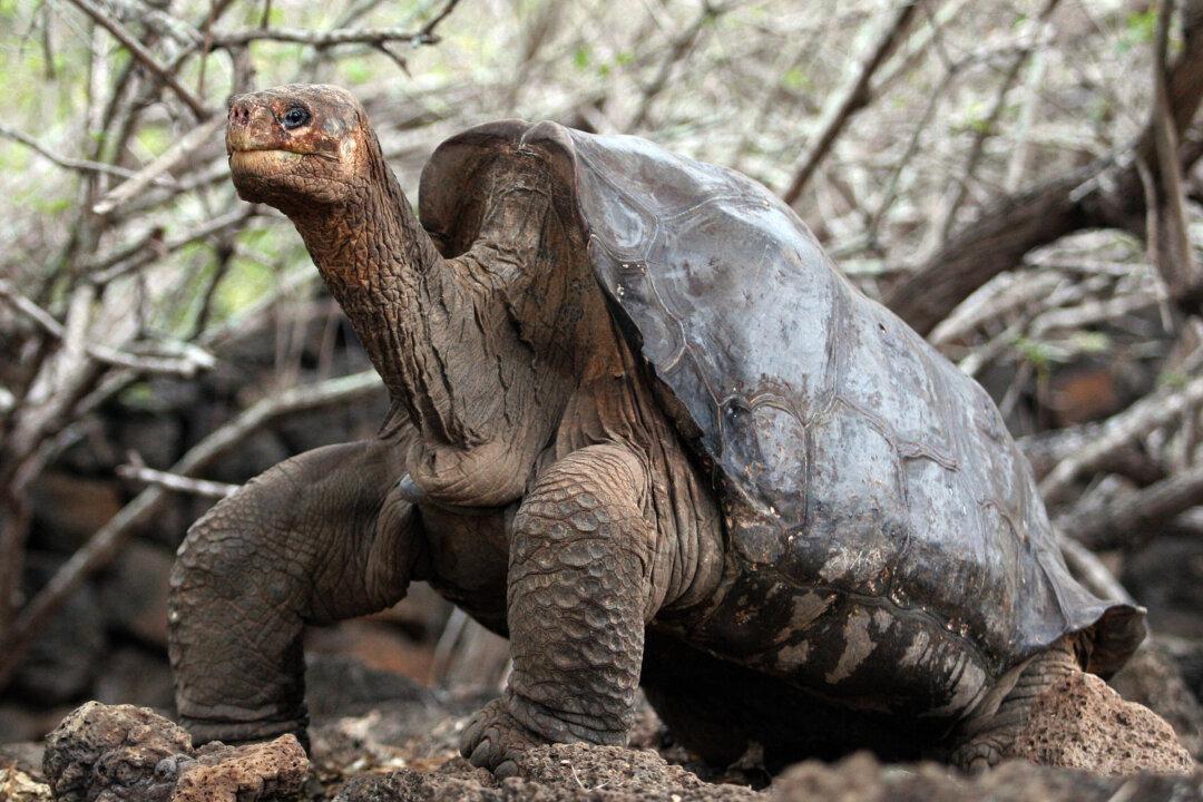 ‘Extinct’ Galapagos Tortoise Found After More Than 100 Years