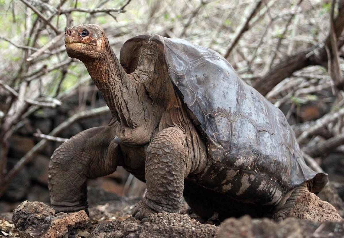 ‘Extinct’ Galapagos Tortoise Found After More Than 100 Years