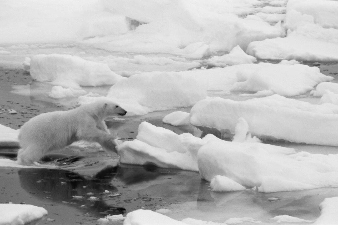 The Last Polar Bears