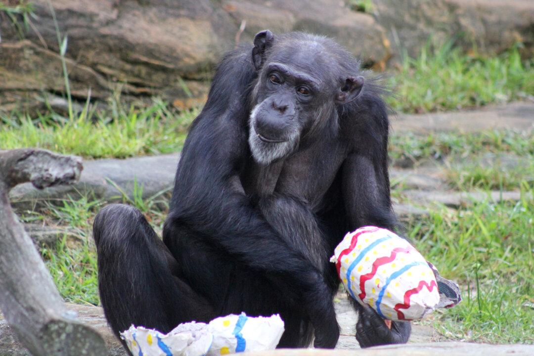 Two Chimps Were Just Granted ‘Human Rights’ by a New York Court