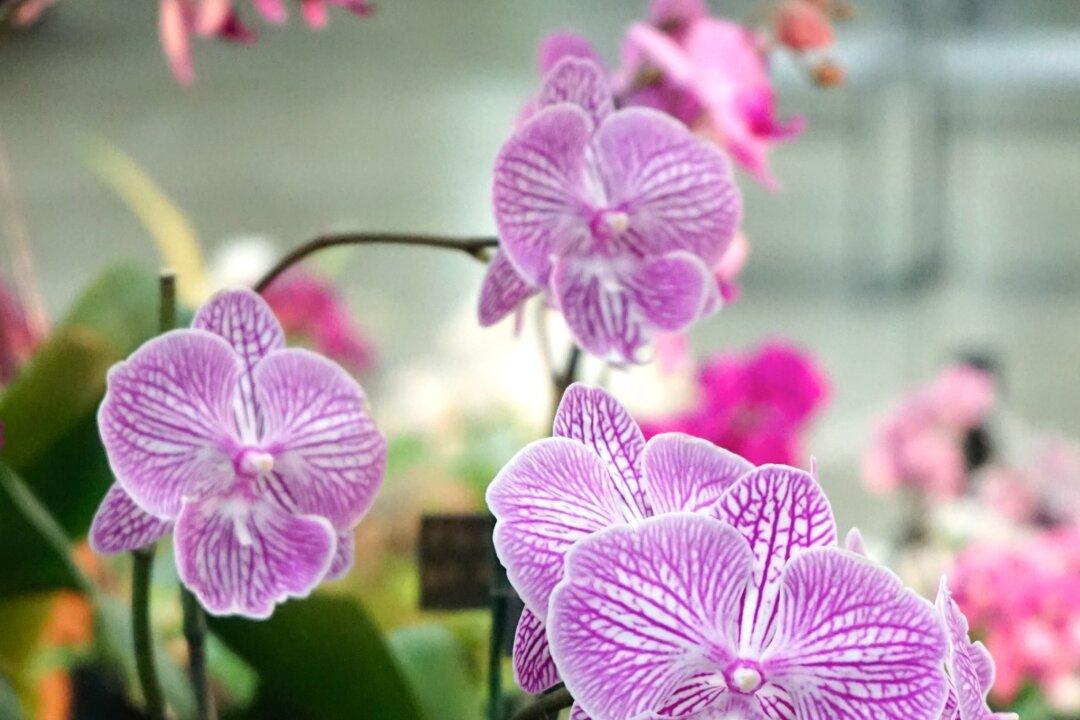 Lasting Beauty: Why We Love Orchids