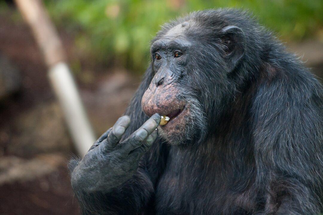 Female Chimps Do More Hunting With Tools