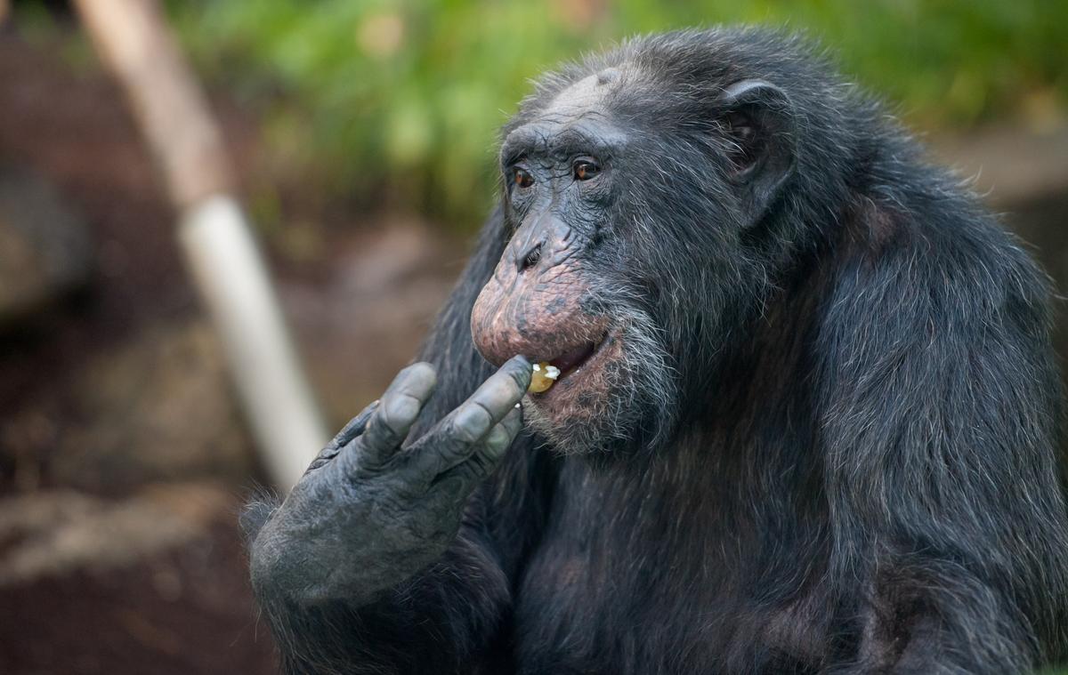 Female Chimps Do More Hunting With Tools