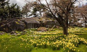 William Wordsworth’s ‘I Wandered Lonely as a Cloud’
